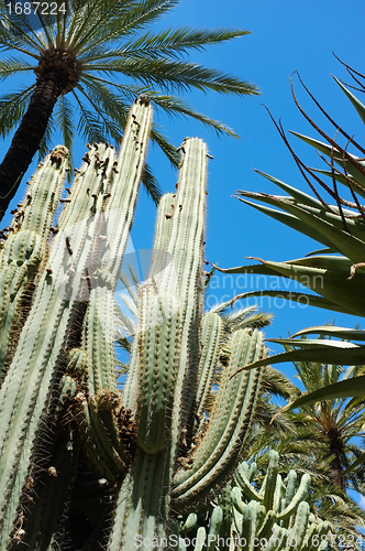 Image of Botanical garden