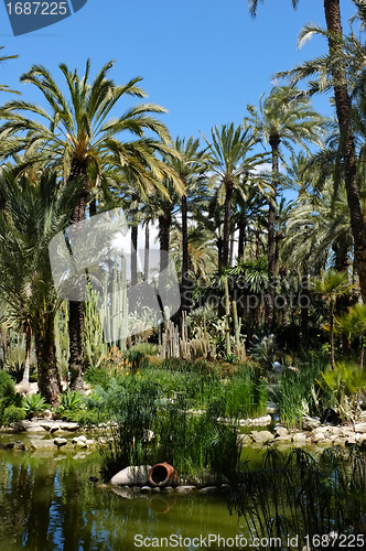 Image of Palm garden