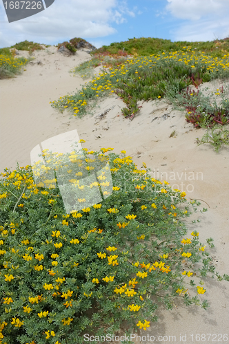 Image of Dune vegetation