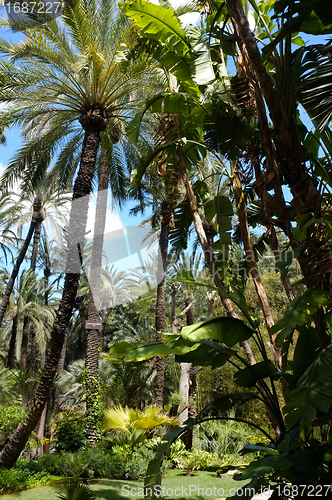 Image of Palm garden