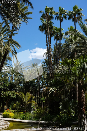 Image of Palm garden