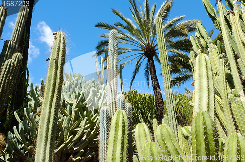 Image of Botanical garden