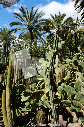 Image of Cacti and palm trees
