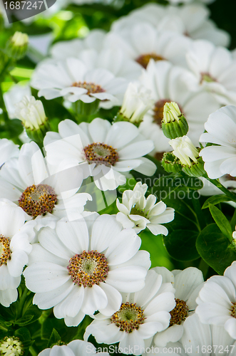 Image of Beautiful Chrysanthemum flowers 