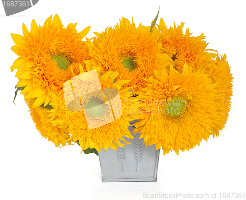 Image of Sunflower Sunshine