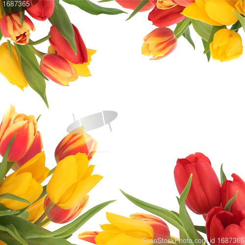 Image of Tulip Flowers