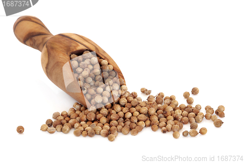 Image of Coriander Seed