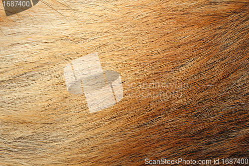 Image of Animal skin