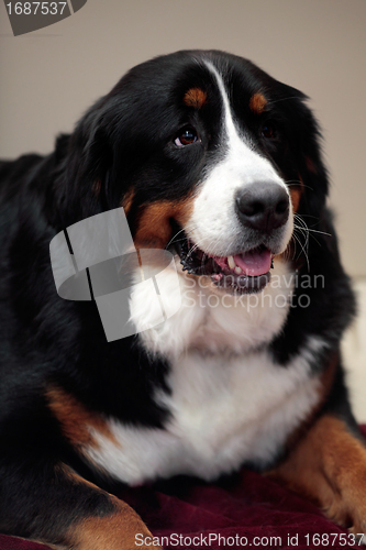 Image of Bernese Mountain Dog