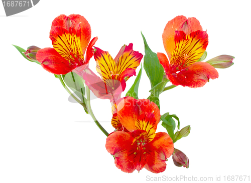 Image of Orange flowers and green leaf