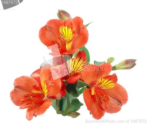 Image of Orange flowers and green leaf