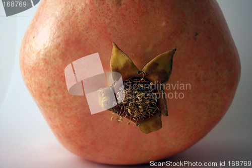 Image of pomegranate leaves