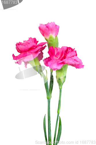 Image of Bouquet of three a pink carnations