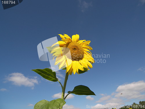 Image of sunflower