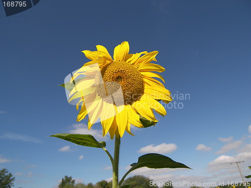 Image of sunflower