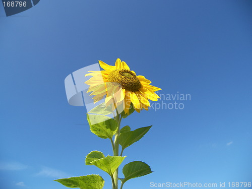 Image of sunflower