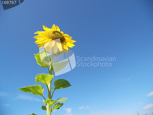 Image of sunflower