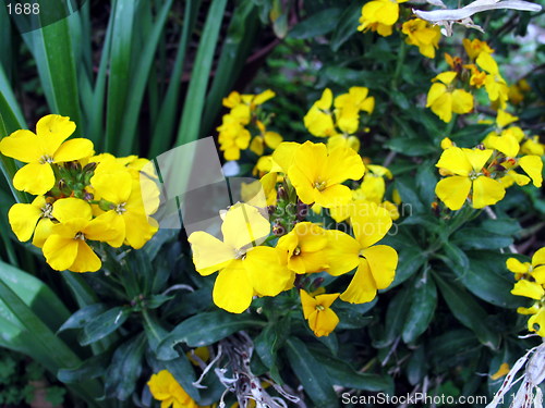 Image of Yellow blossoms