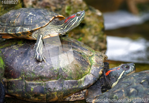 Image of tortoises on waters edge