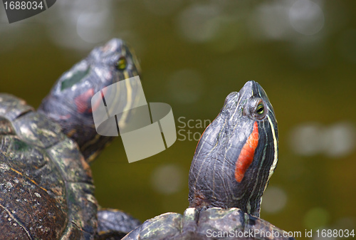 Image of tortoises on waters edge