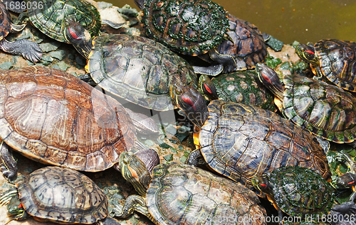 Image of tortoises crowded together