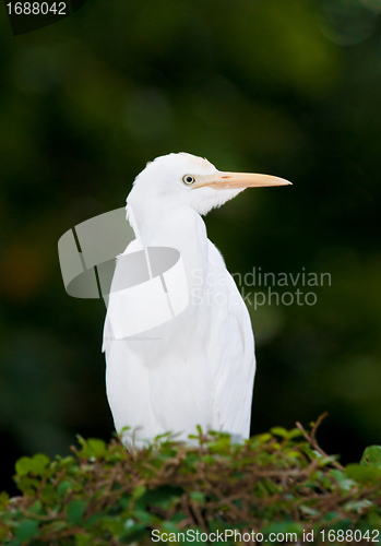 Image of cattle egret bird on bush