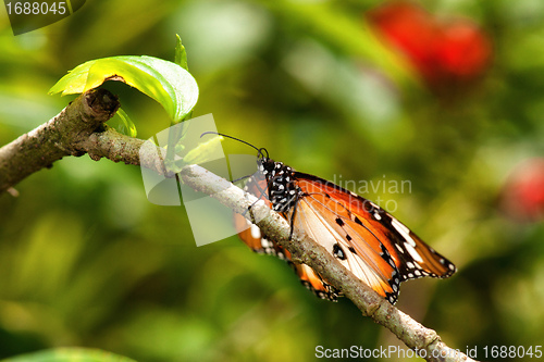 Image of butterfly in garden