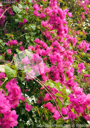 Image of beautiful pink flowers in the garden