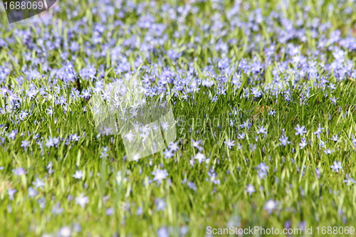 Image of summer flower meadow