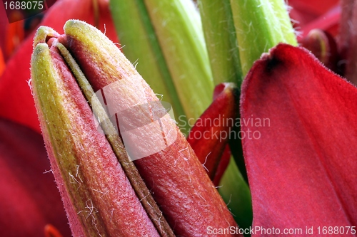 Image of flower part close up