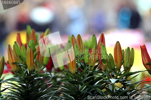 Image of flower part close up