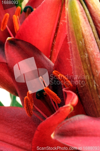 Image of flower part close up