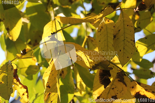 Image of yellow sunny leafes background