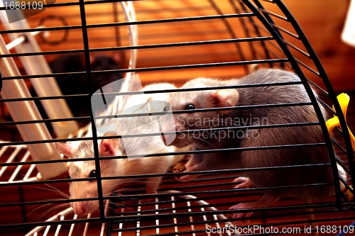 Image of two rats in their cage