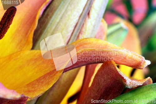 Image of flower part close up