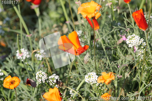 Image of summer meadow