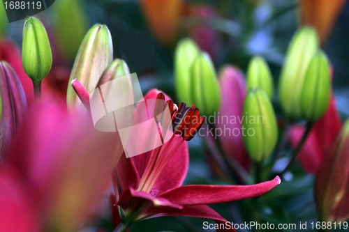 Image of flower part close up