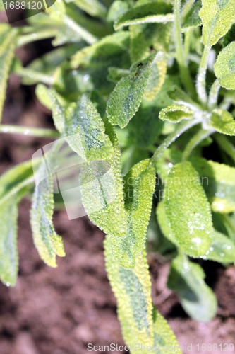 Image of sage plant 