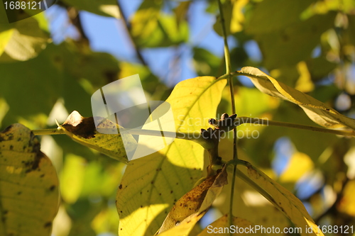 Image of yellow sunny leafes background