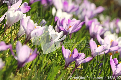 Image of summer flower meadow