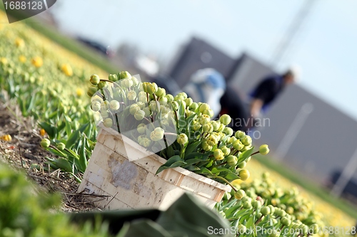 Image of worker collecting tulip flowers