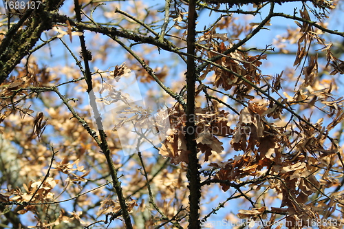 Image of autumn tree 
