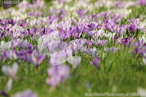 Image of summer flower meadow