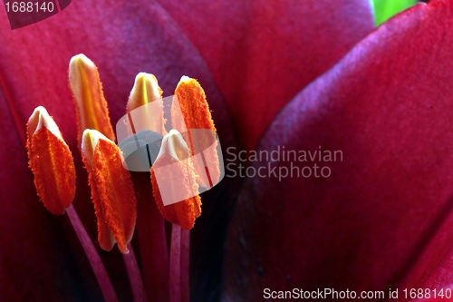 Image of flower stamps close up