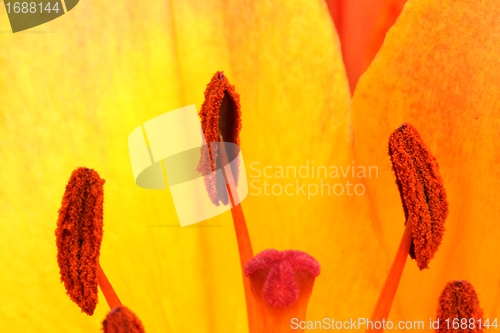 Image of flower stamps close up