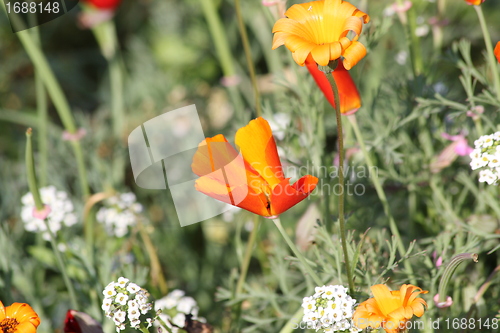 Image of summer meadow