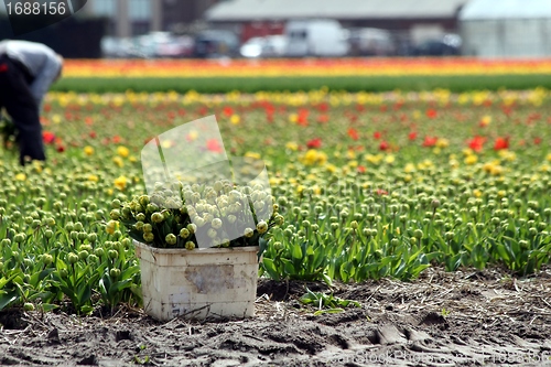 Image of worker collecting tulip flowers