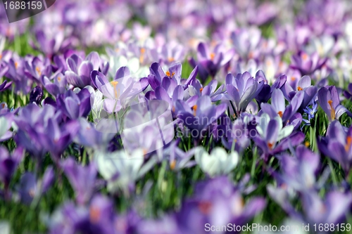 Image of summer flower meadow