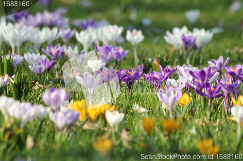 Image of summer flower meadow
