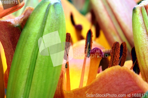 Image of flower part close up